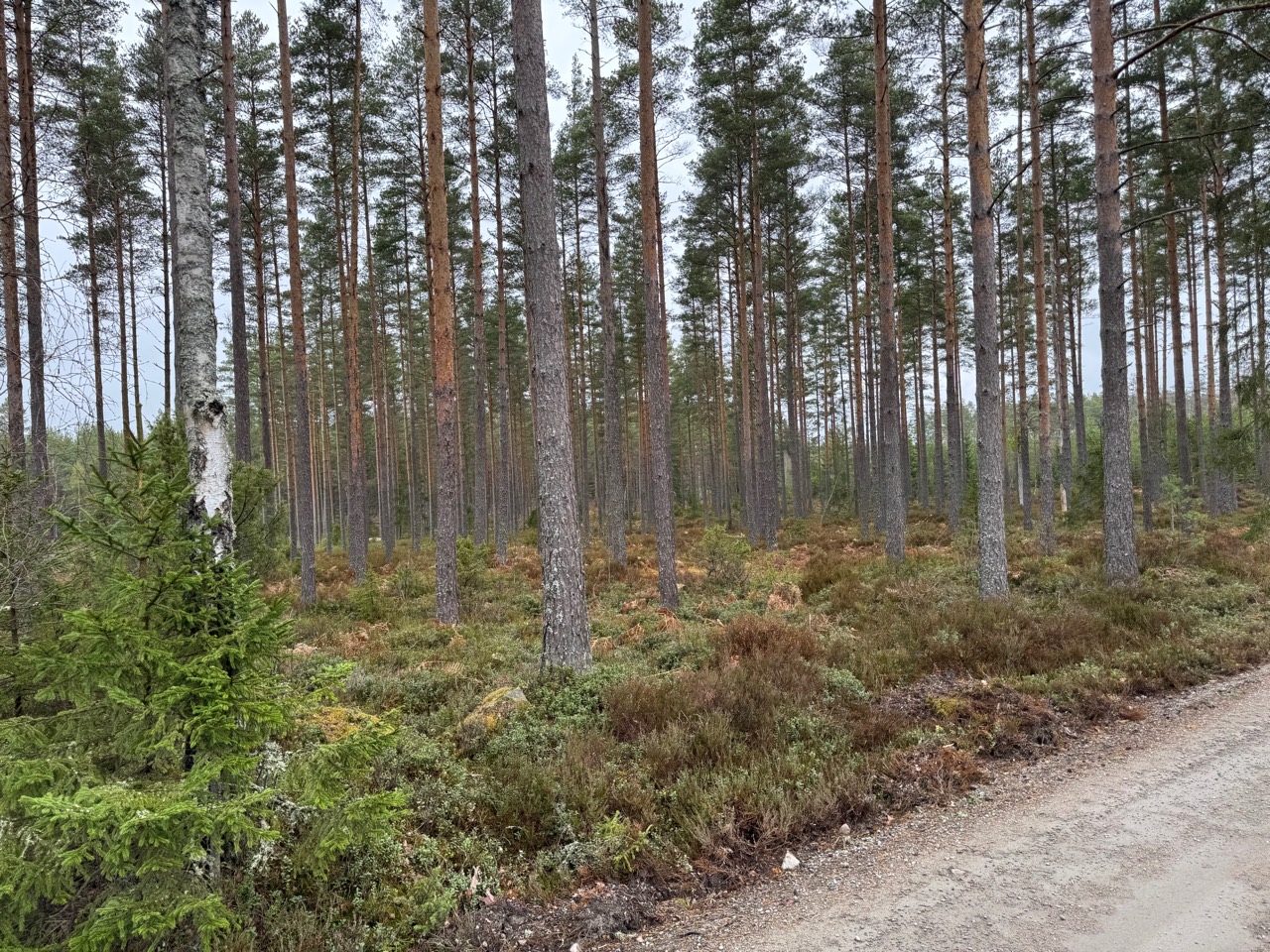 Tallskog på Vackamo skogsfastighet