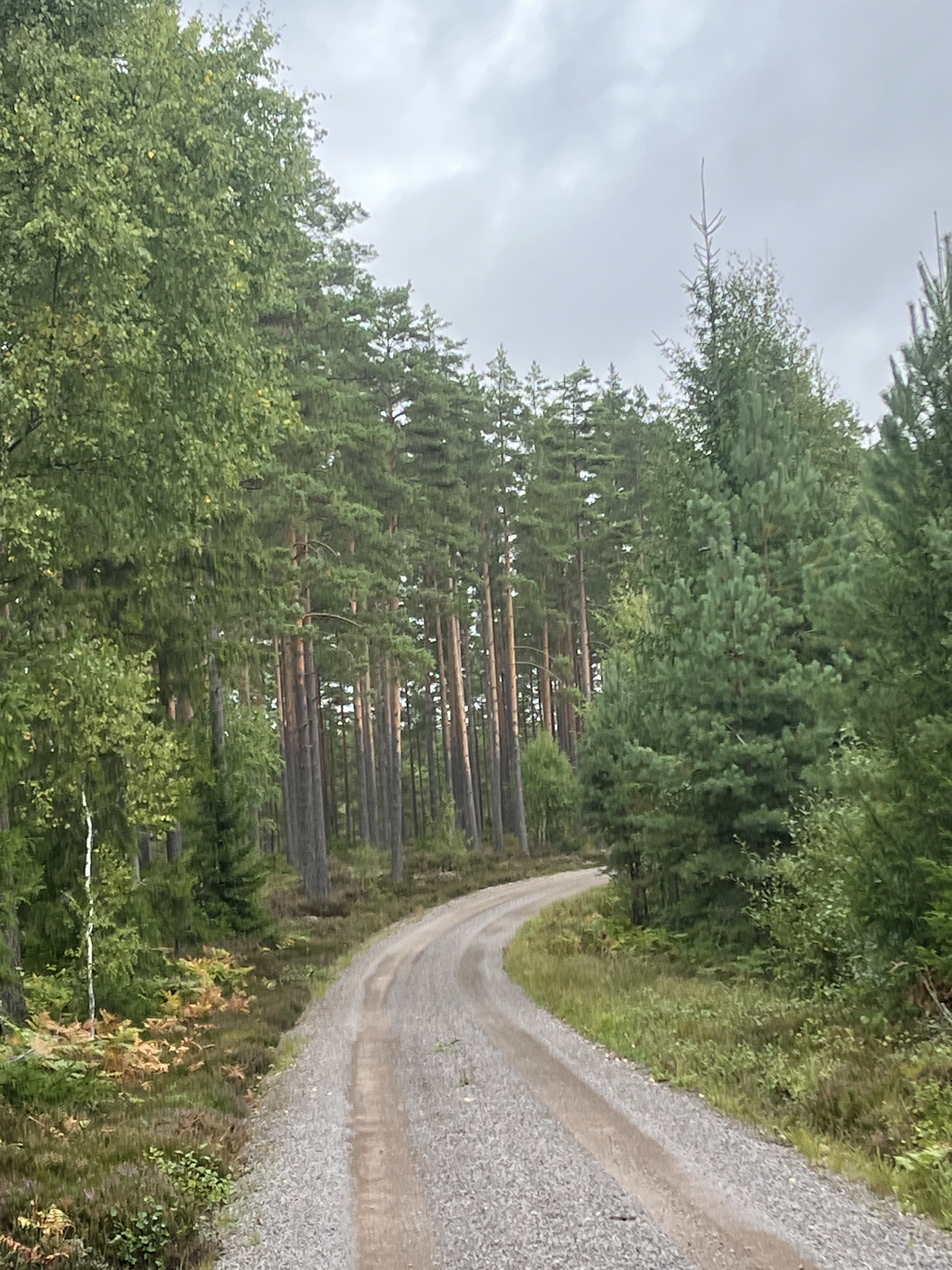 En grusväg som slingrar sig genom grön skog